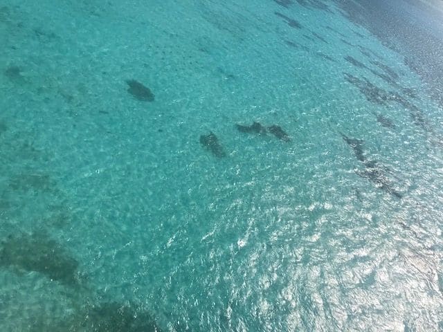 'Look for sharks, stingrays, and sea turtles'-Pilot