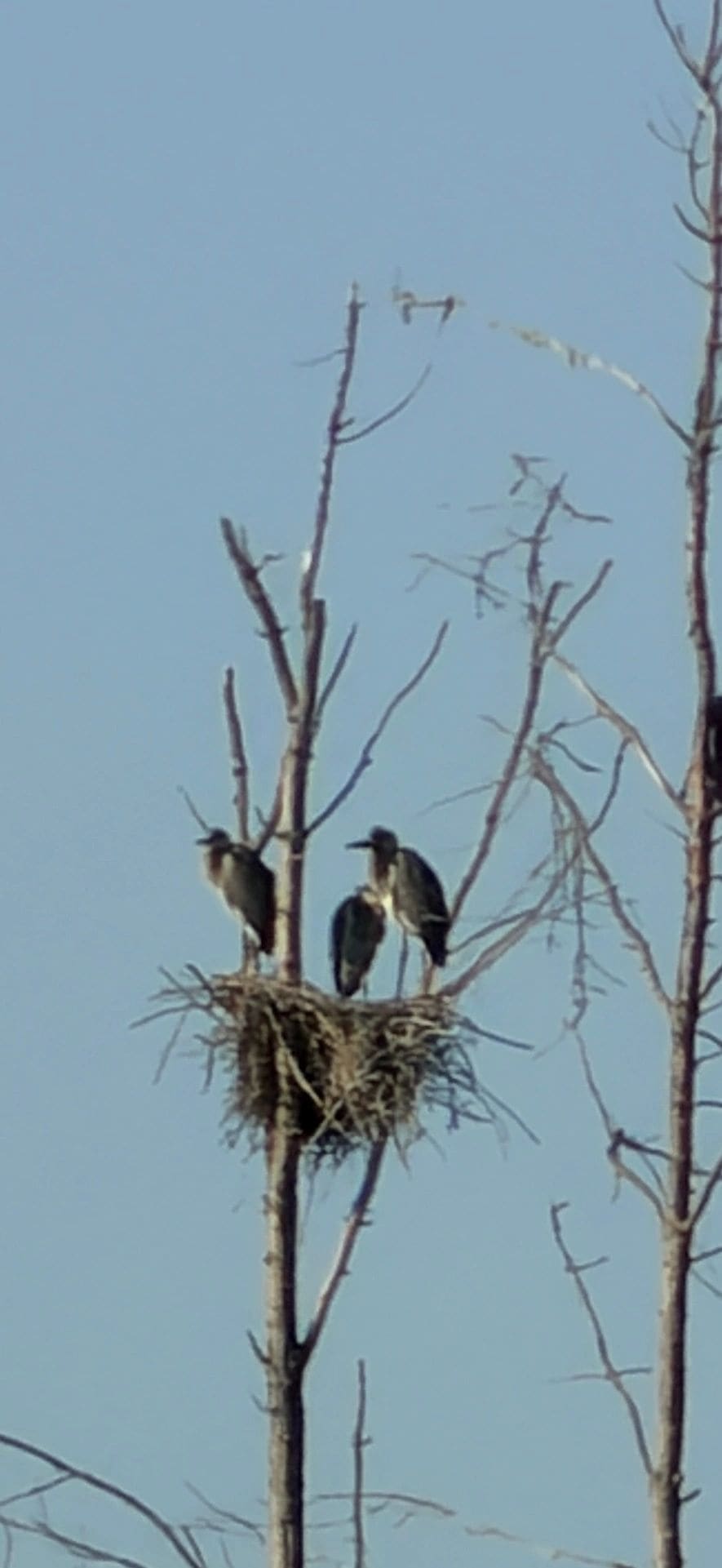 Blue Herons along the St Marys River.