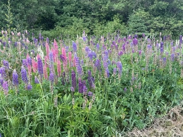 Pretty, fragrant flowers everywhere!
