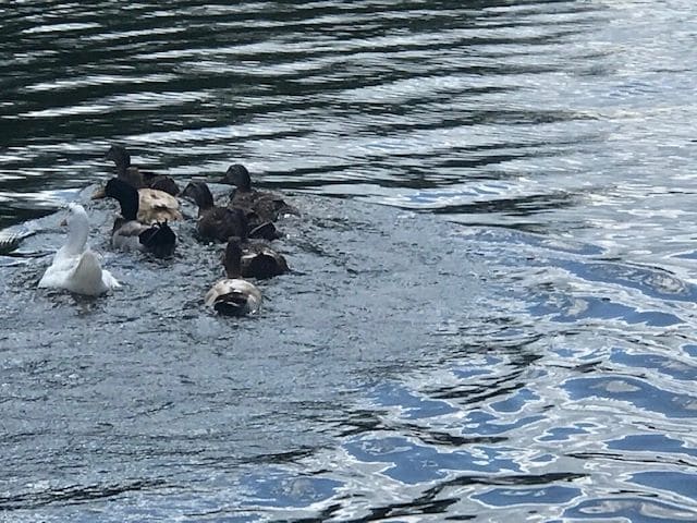 Slow down for the ducks!
