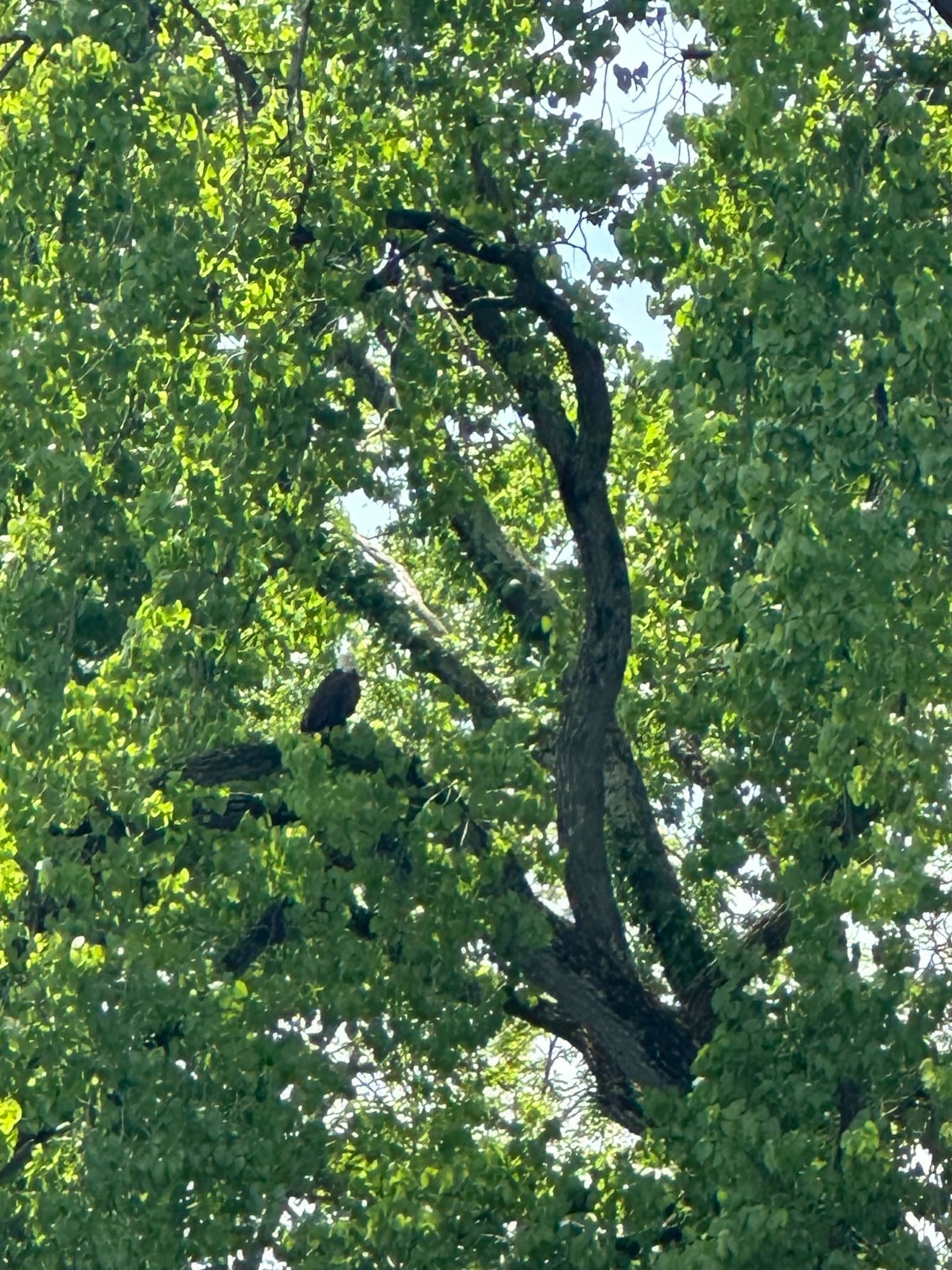 One of Rob's many gifts: spotting Bald eagles