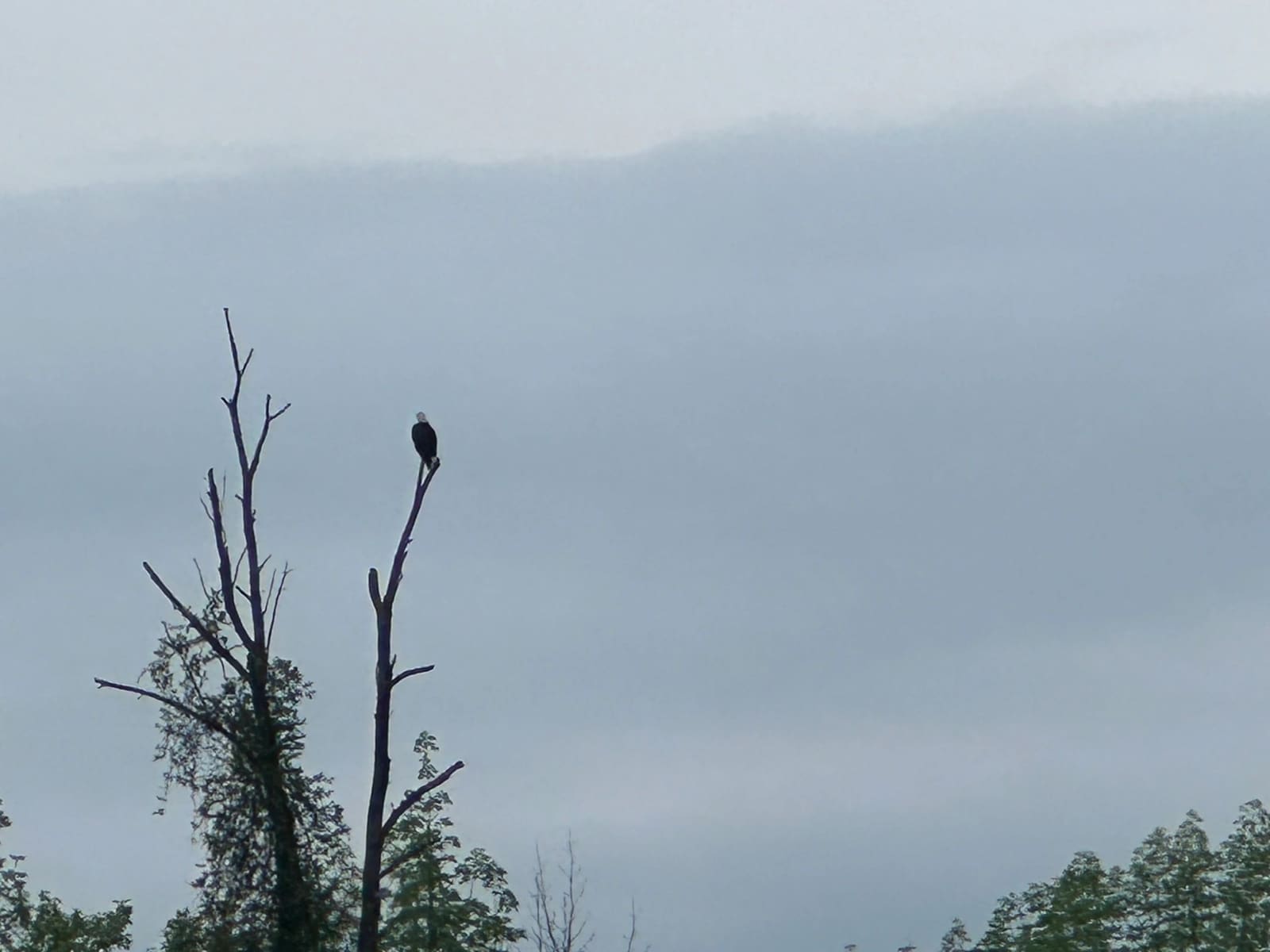 Another Bald eagle spotted by Rob