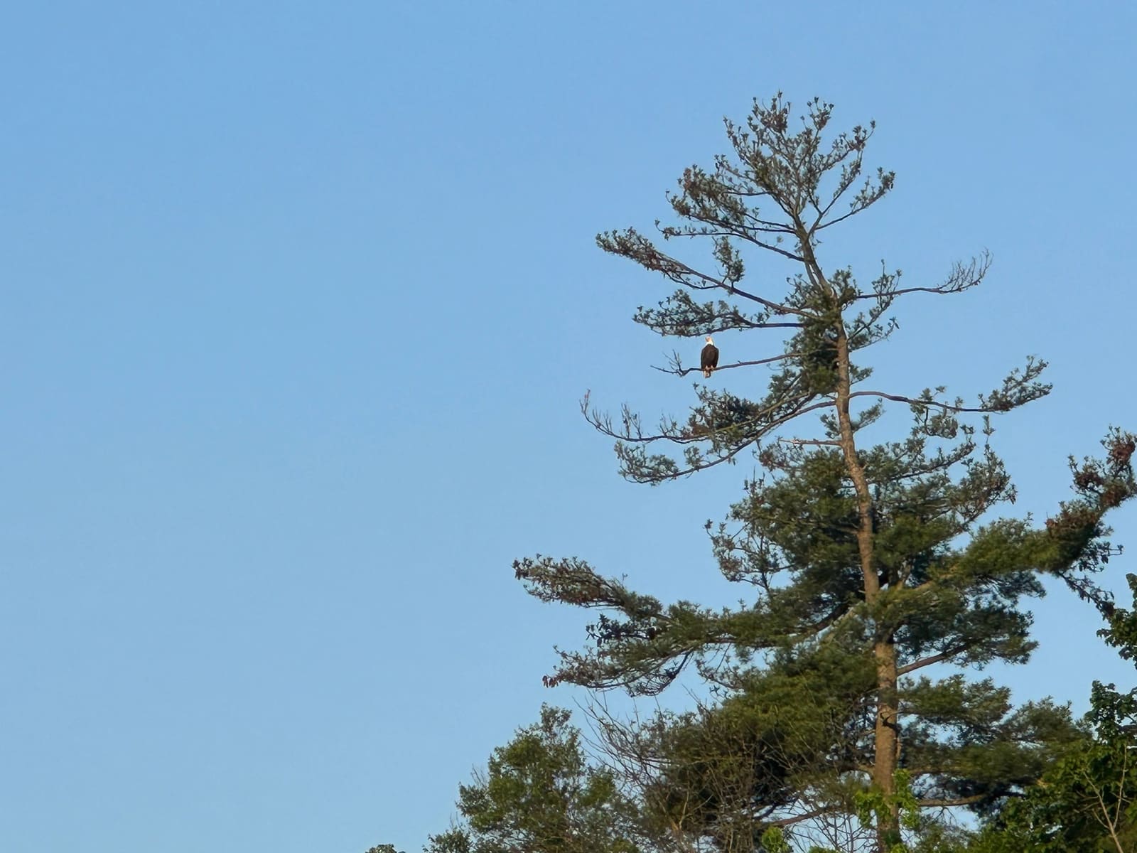 Another Bald eagle sighting