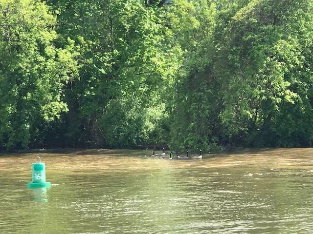 On the Erie Canal - many geese, ducks and swans