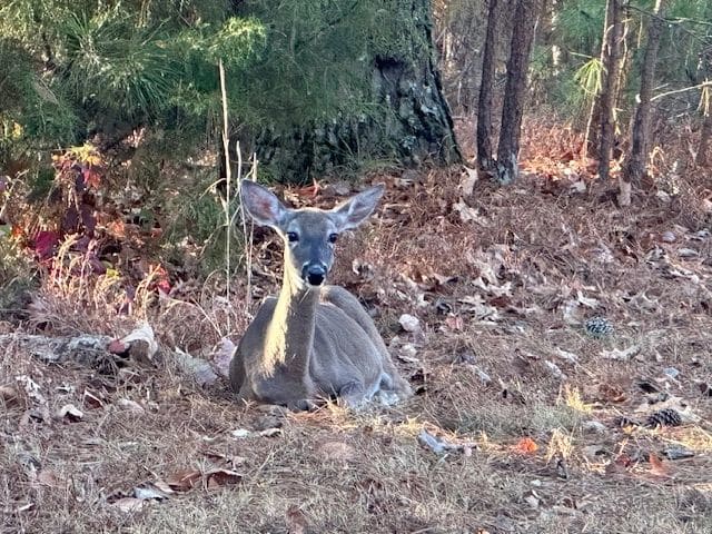Fearless deer, Wheeler Park, Rogersville AL